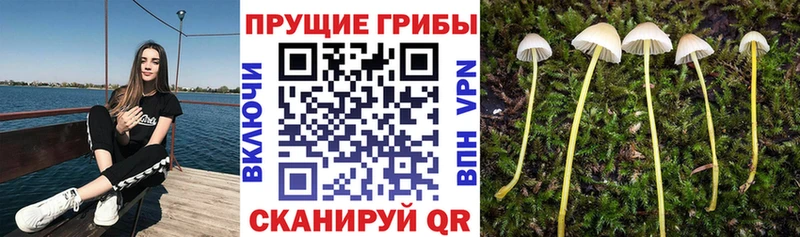 мега зеркало  Лукоянов  Галлюциногенные грибы Cubensis 